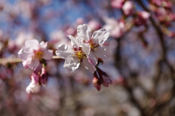 cherry blossoms in the Botanical garden