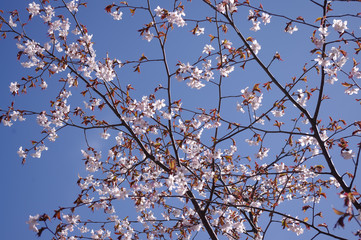 cherry blossoms in the Botanical garden