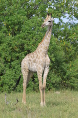 Girafe