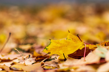 Fall concept. Closeup of yellow autumn leaves covers the ground.selective focus.