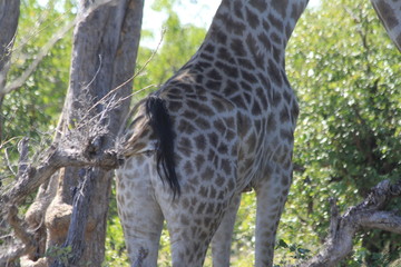 Girafe