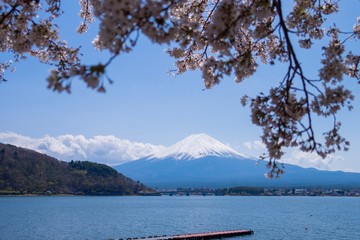 Fuji mountain at Kawaguchiko lake with cherry blossom branch, Fujiyoshida, Japan