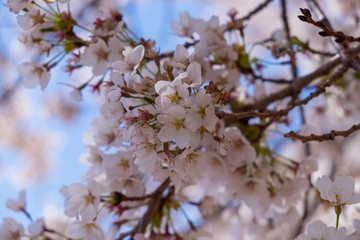 Closed up of cherry blossom, Japan