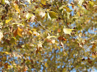 Thick, large, textured and palmately, lobed, leaves, with fall colors of London plane (platanus hispanica)