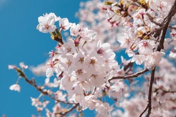 cherry blossom under blue sky