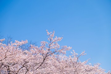 Pink cherry blossom under blue sky