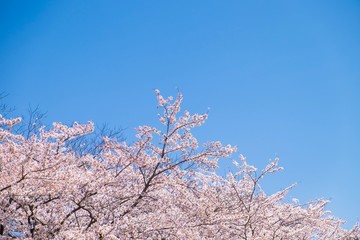 Background of cherry blossom tree under blue sky