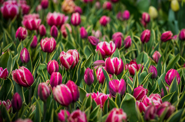 Beautiful bright colorful purple pink white blooming tulips on a large flowerbed in the city garden or flower farm field in springtime. Spring easter flower background.