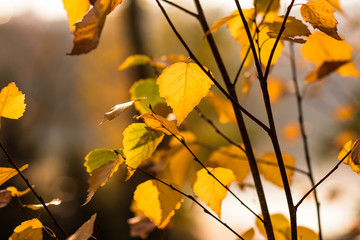 Fall concept. yellow leaves on tree branches blurred background. selective focus. colors of autumn. autumn Park.