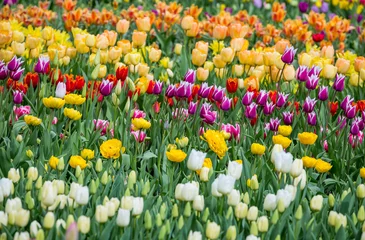 Gordijnen Beautiful bright colorful multicolored yellow, white, red, purple, pink blooming tulips on a large flowerbed in the city garden or flower farm field in springtime. Spring easter flower background. © sunday_morning