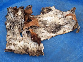Birch bark
