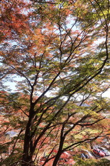 カラフルなカエデの山林