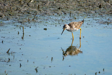 Lesser Yellowlegs Wading in Marsh