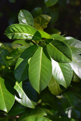 green leaves of a Laurel cherry