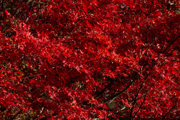 Red maple leaves background in autumn