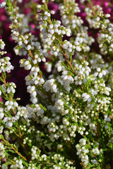 White bell heather