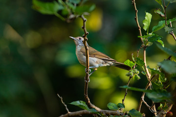 Cute bird at magical forest. The pale-breasted thrush (Turdus leucomelas) . Brazil.