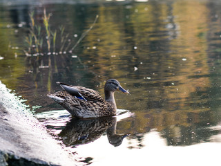 Closeup of ducks swimming in the lake