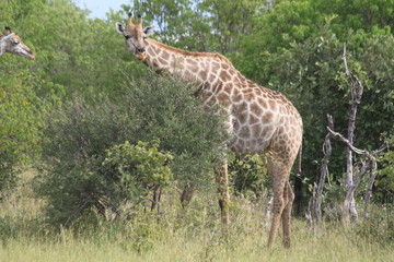 Girafe