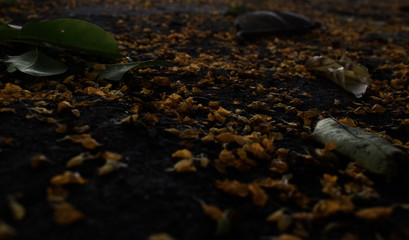 flower petals