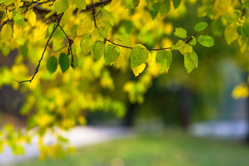 Fall concept. yellow leaves on tree branches blurred background. selective focus. colors of autumn. autumn Park.
