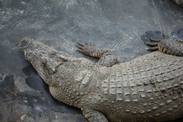 crocodile 