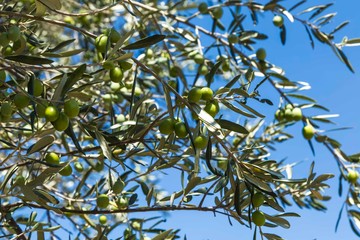 Green Olives Tree.Farmer is harvesting and picking olives on olive farm. Gardener in Olive garden...