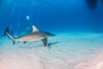 Fototapeta premium Bull shark at the Bahamas
