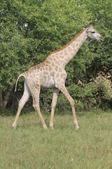 Girafe
