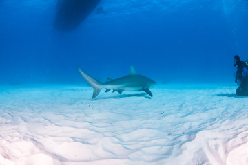 Fototapeta premium Bull shark at the Bahamas