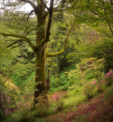 Fototapety na wymiar - Fototapeta24.pl