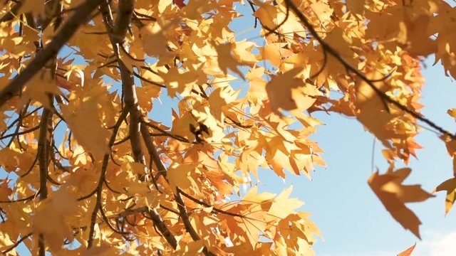 Yellow leaves on japanese maple tree swaying on wind