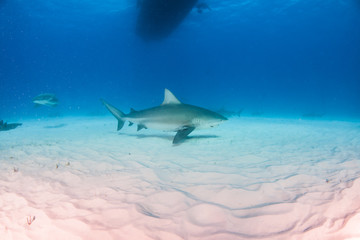 Fototapeta premium Bull shark at the Bahamas