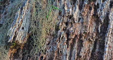 Spanish moss on decayed tree trunk.