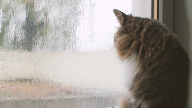 fluffy cat in melancholy mood sitting near the window watching the rain outdoors, a pet on background of glass with water drops, weather concept