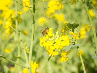 Obraz premium 菜の花から蜜を集めるミツバチ