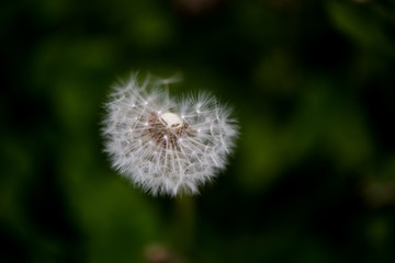 spring smell in the wind