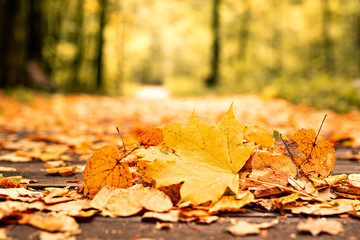 fallen bright yellow leaves on the path in the autumn Park on a clear day