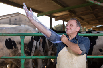 farmer prepares for artificial insemination of cows