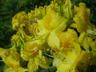 Yellow azalea after rain