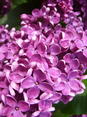 Purple lilac