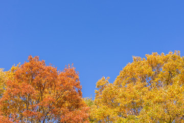 宮城　薬莱山と周辺の秋