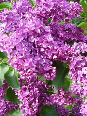 Obraz premium Purple lilac