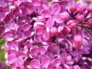 Purple lilac