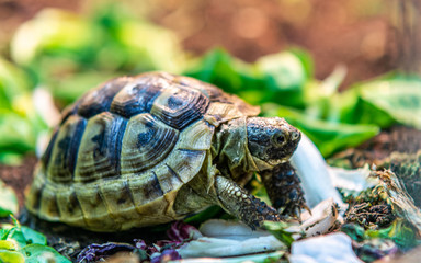 Terrestrial turtle in terrarium.