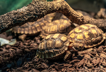 Terrestrial turtle in terrarium.