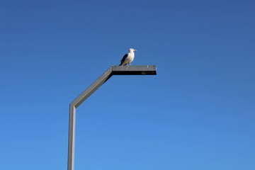 Seagull and the clear sky