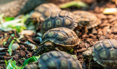 Terrestrial turtle in terrarium.