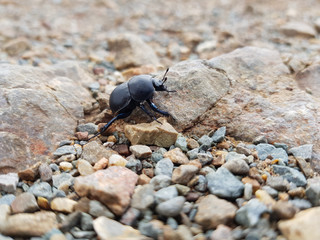Scarabeo