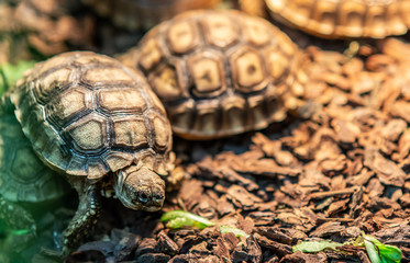 Terrestrial turtle in terrarium.